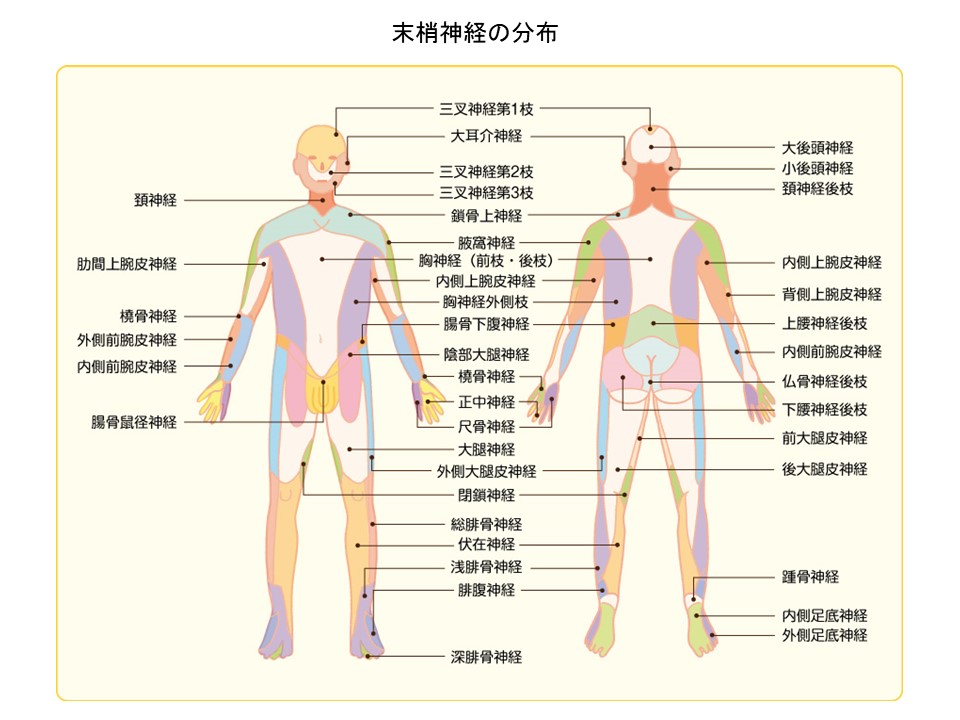 めまい・しびれについて のむらニューロスリープクリニック（内科・神経内科・睡眠障害外来）